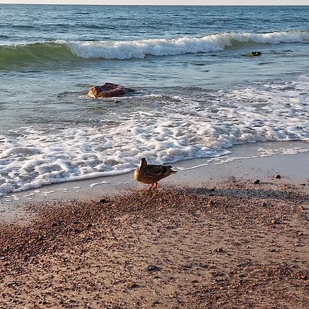 Apartament Dębina Spot 27 *